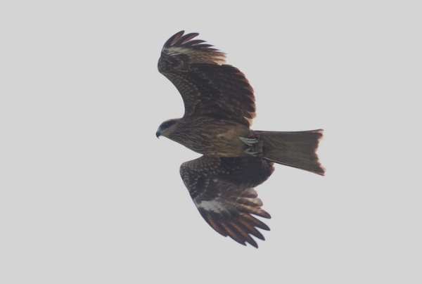 圖2 黑鳶腳抓著似鳥的食物