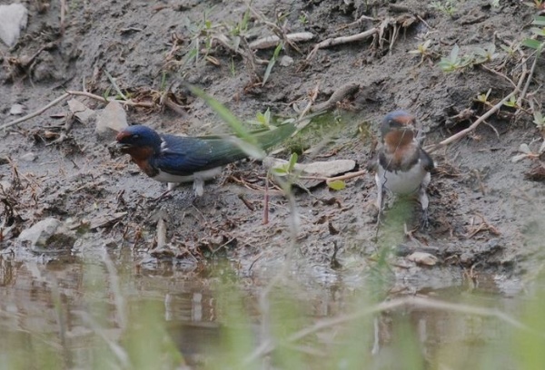 圖3 家燕在溼地邊啣泥回去住家騎樓築巢