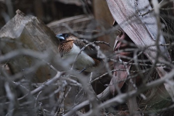 圖6 白腰文鳥的巢周邊有很多遮蔽物保護