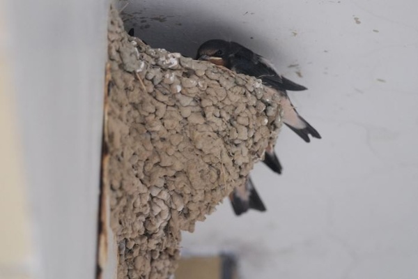 圖7 接近離巢的家燕幼鳥會站巢邊觀望與拍翅