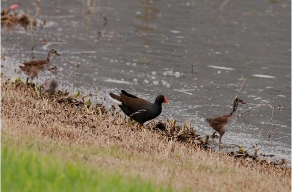 圖9 紅冠水雞親鳥帶了三隻幼鳥在濕地邊覓食