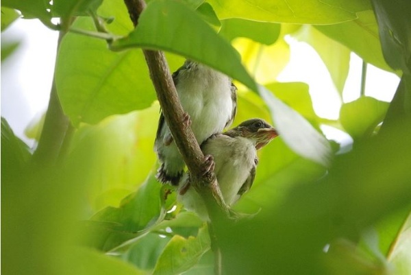 圖10 白頭翁幼鳥棲息在樹冠層內