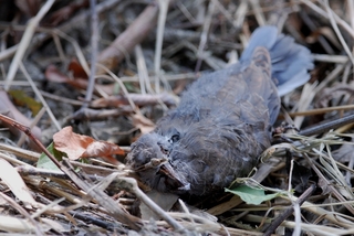 圖11 已離巢卻無法生存下來的紅鳩幼鳥