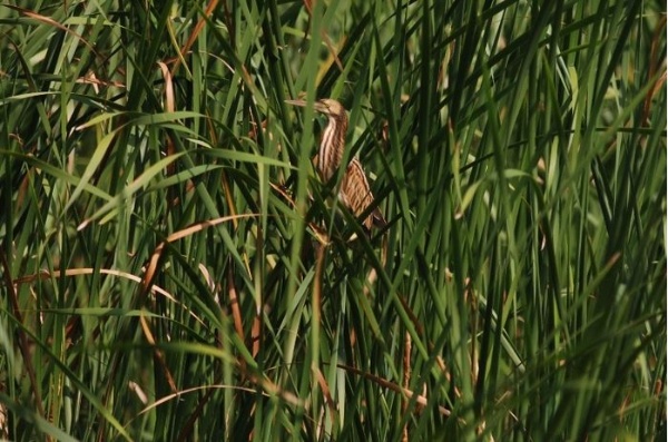 圖12 黃小鷺幼鳥棲息在高草叢內