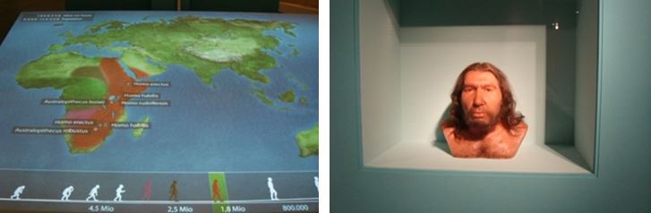左：人類演化時程表展示 / 右：尼安德塔人頭部蠟像