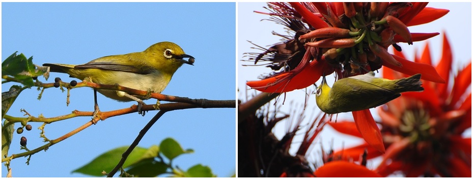 左圖：銜著種子的綠繡眼。右圖：吸食莿桐花蜜的綠繡眼