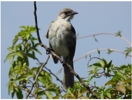 鳥語花香現蘭博─濕地之美「白頭翁」