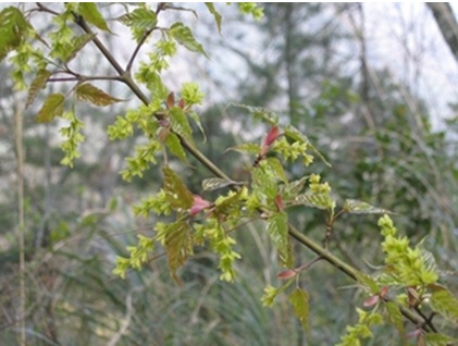 圖四：尖葉槭(Acer kawakamii)，為台灣中海拔常見的落葉樹種。槭屬植物是中國大陸北方、日本、北美洲等地區相當常見，且在北溫帶地區是落葉闊葉林中的優勢植物。但是在台灣，此屬植物散生於常綠闊葉林及暖溫帶針葉林中。