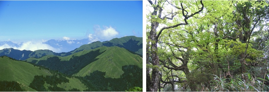 左圖圖五：台灣中部合歡山附近的冷杉林及箭竹草原，冷杉林屬於冷溫帶針葉林型。 / 右圖圖六：台灣北部新竹縣鳥嘴山附近的台灣水青岡林，此種林型的分佈範圍相當狹隘，只分佈於少數山區如雪山山脈北段的拉拉山、北插天山及羅培山附近，及中央山脈北段的銅山附近。