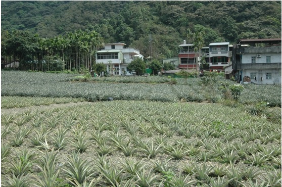 現今二湖的住戶在30多戶中約有27、8戶以種植鳳梨為生，每年在鳳梨盛產的夏季，遊客可自行至二湖鳳梨園或挑選新鮮鳳梨。