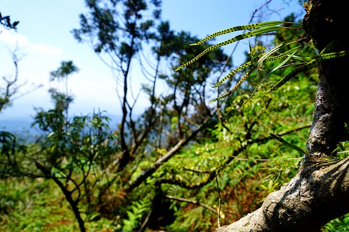 116期主視覺-全世界第一種用宜蘭命名的蕨類─宜蘭禾葉蕨