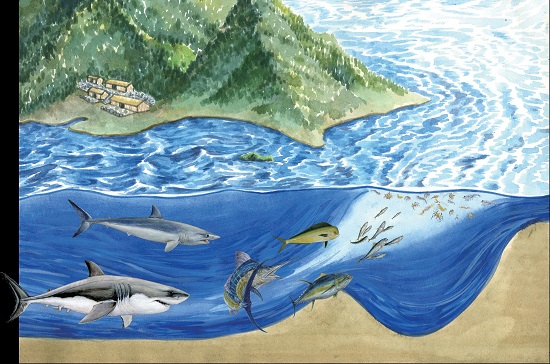 台灣鄰近的黑潮海洋食物鏈