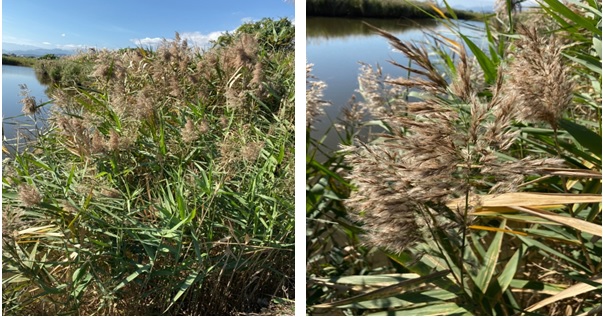 左圖：蘆葦一般長在河邊、沼澤地及沿海的沙洲鹽沼地間，植株基部不成叢狀。 / 右圖：蘆葦花為褐色系。