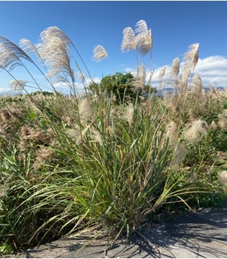 五節芒植株基部呈叢狀。