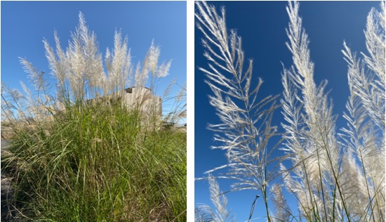 左圖：甜根子草生長於乾旱河床地上或溪畔砂石地，植株基部呈叢狀。 / 右圖：甜根子的花銀白色，其穎果帶白毛傳播。