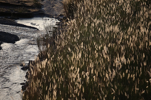 白色芒花漫佈河床。羅濟昆