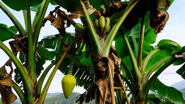 雄花苞片外觀渾圓，呈黃綠色是噶瑪蘭芭蕉最重要的鑑定特徵。