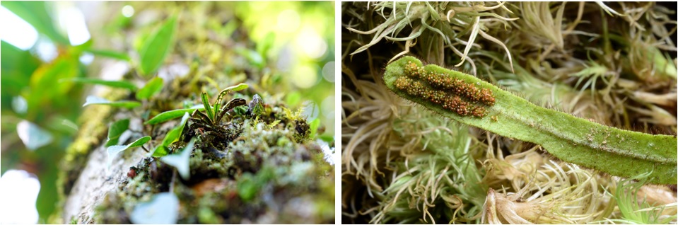 左圖：事隔數年，烘爐地山區悻存一株宜蘭禾葉蕨，狀況仍然不是很理想。 / 右圖：員山鄉山區的另一個宜蘭禾葉蕨生育處，尚有少數個體，相片可見其葉背孢子囊排列。許天銓提供