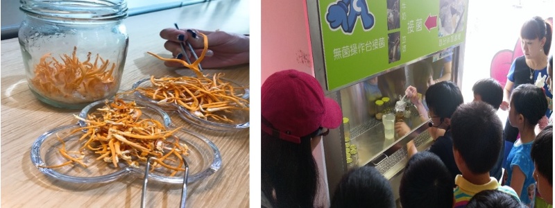 左圖：金黃色的北蟲草，2018年攝，菌寶貝博物館提供。 / 右圖：北蟲草接菌課程，講師在無菌操作台示範接菌，2017年攝，菌寶貝博物館提供。