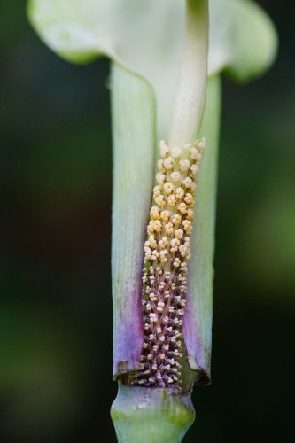 北部地區更常見羽葉天南星，佛焰苞內外都是淡白綠色。