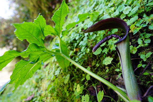 佛焰花序頂部末端的構造呈紫色圓棒狀，是宜蘭天南星鑑別重點。