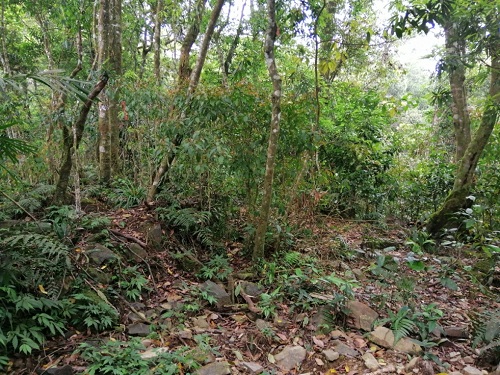 志水孫平碑附近的隘勇線建築遺構