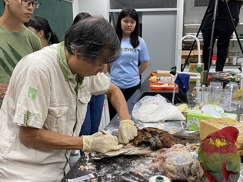 得川老師親自教學如何去除羽毛的肌肉