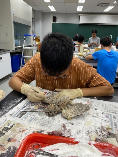 林峿瑞清除翅膀肌肉
