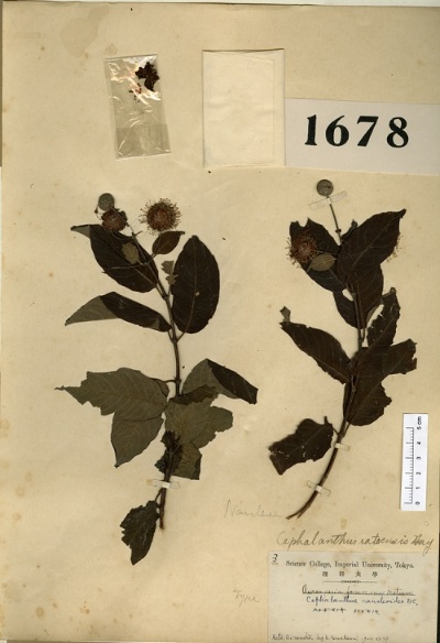 川上瀧彌1904年，來到羅東採集到的全台最早一筆風箱樹標本，當時一度將她命名為羅東風箱樹(數位標本資料來源:國立台灣大學植物標本館 2012)