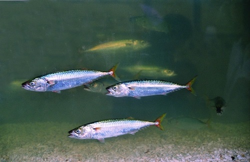 鯖魚
