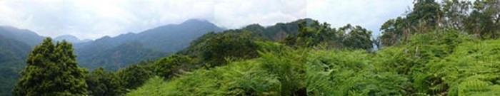 面積約為田徑場大小，滿佈蕨類b’bu的平坦台地即是巴博凱凱