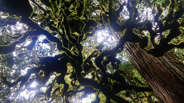 宜蘭棲蘭山區終年雲霧飄緲，巨木林立的優勢環境是許多珍稀動植物的淨土。