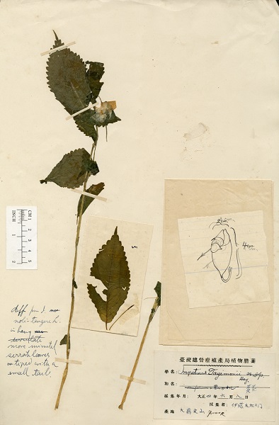 黃花鳳仙花的模式標本在1915年間由日籍學者伊藤太右衛門採集，目前典藏東京大學標本館內。(資料來源：國立台灣大學植物標本館 (2012)，台灣植物資訊整合查詢系統)