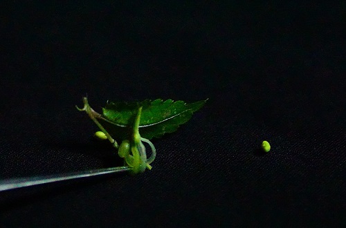 鳳仙花蒴果具特殊構造，可彈射種子傳播後代。