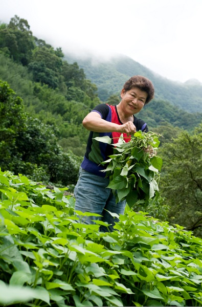 園區的菜皆是卓媽媽料理的重要食材，2015年攝，頭城農場提供。