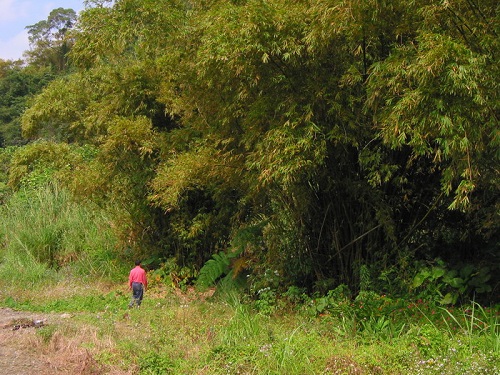 麻竹林為周宅基地外圍防禦層