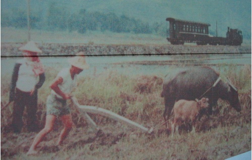 竹笠為農夫擋雨遮陽的絕佳用具