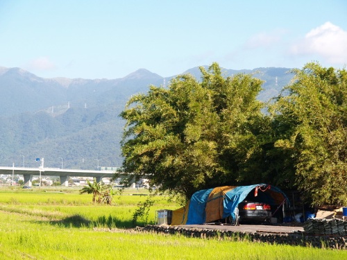 傳統高聳、密實且有韌性的竹林可擋風