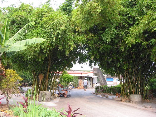 竹的用途甚廣，因而以竹命名的台灣地名為數頗多。莊雅惠攝