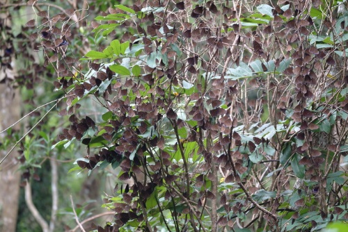 台灣渡冬型的紫蝶谷是全世界僅有的紫蝶幽谷