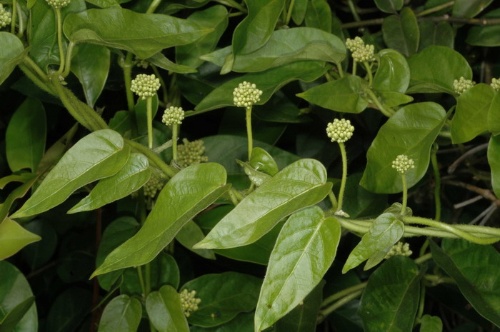 絨毛芙蓉蘭