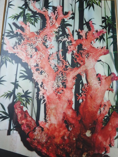 當時價值連城的紅珊瑚