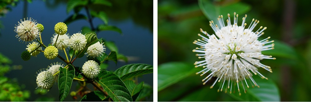 白色的頭狀花序是風箱樹的特徵