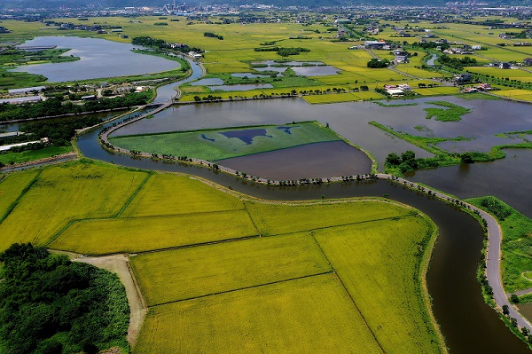復育有成的冬山河畔五十二甲濕地是全台灣風箱樹最多的區域