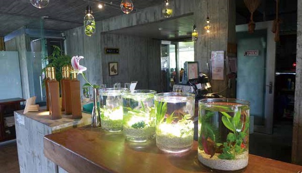 賣場內的各式水草商品