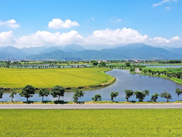 五十二甲濕地河堤沿岸是水茄苳復育有成的案例。