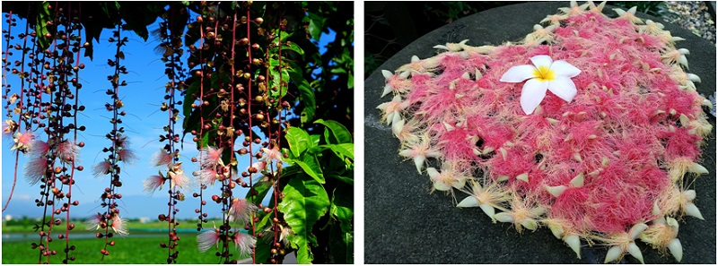 左圖：成串的花序在夏季傍晚由上而下綻放，伴隨著迷人的特別芳香味。 / 右圖：墜落的花瓣，成為了賞花人士傳情的絮語，像極了愛情。