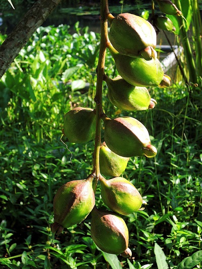 結實纍纍的水茄苳果實神似棋盤桌腳且中空易浮，是典型的海漂植物。