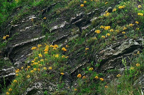 龍爪花生育地分布祼岩峭壁等環境嚴苛地帶