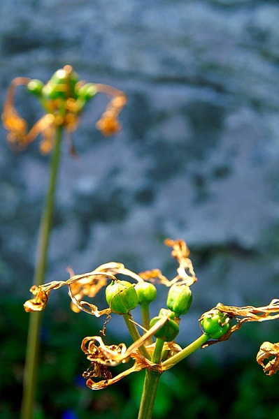 石蒜花謝後可見發育中的蒴果，內含6-15枚種子。